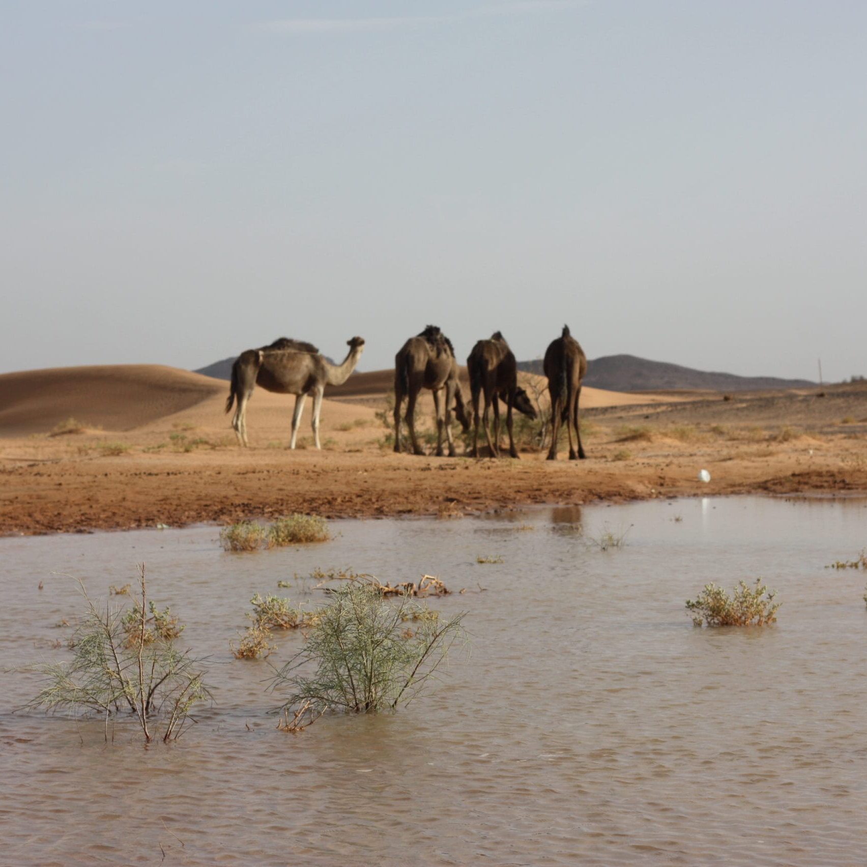 paleomoroccotours tours from ouarzazate to merzouga sahara desert